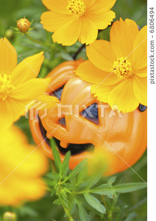Yellow flower Cosmos and Jack O'Lantern Yellow flower Cosmos and Jack O'Lantern 6806494