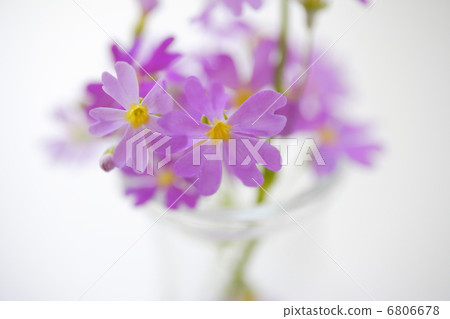 粉色櫻桃 6806678