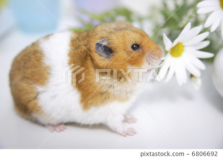 Hamsters and flowers 6806692
