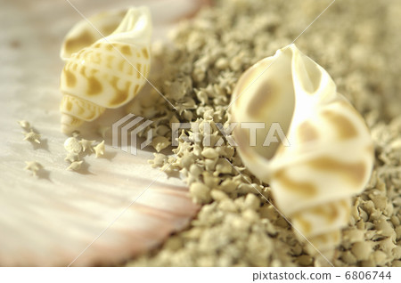 Star sand and shell 6806744