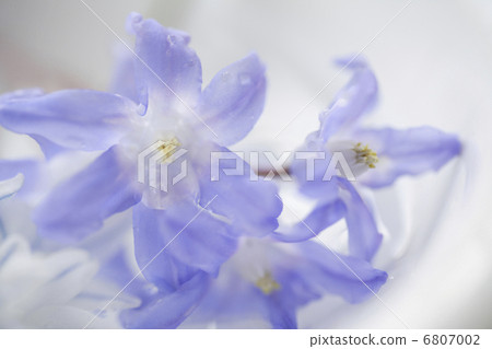  Leu Coco Leine 6807002