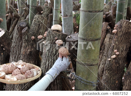 Harvesting Shiitake 6807252