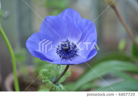 海葵 海葵 6807720