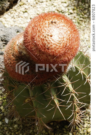 Cactus melodactus squirrel 6807823