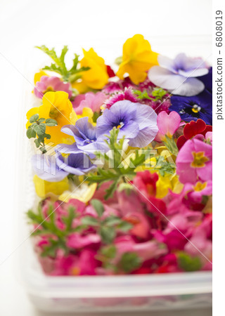 Edible Flower 6808019