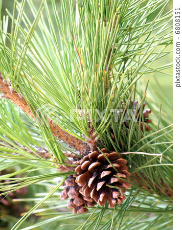 松葉和松錐 6808151