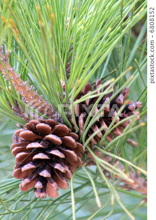 松葉和松錐 6808152