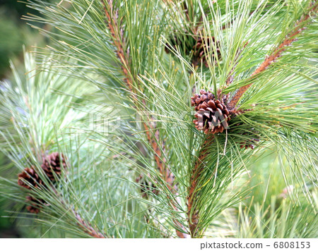 Matsuba & Pine cone 6808153