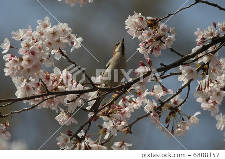 Cherry blossoms with New Years Special 6808157