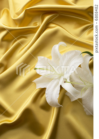 金緞和卡薩布蘭卡 金緞和卡薩布蘭卡 6808482