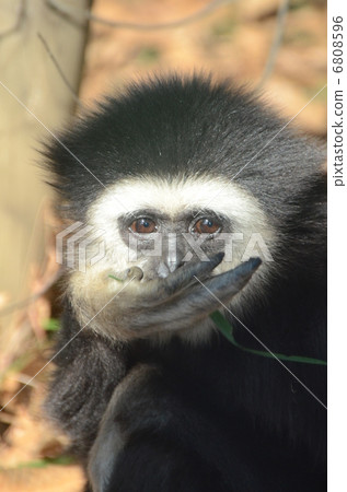 White-handed gibbon White-handed gibbon 6808596