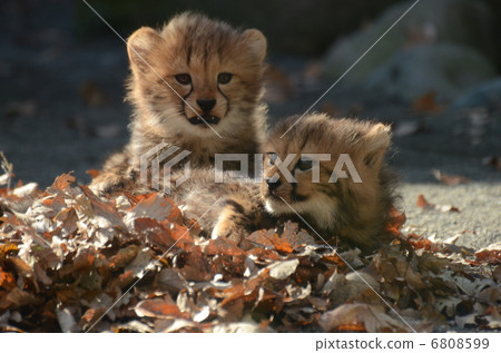 Cheetah_58 Cheetah_58 6808599