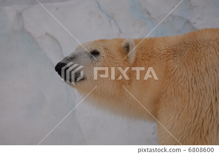 Polar bear_10 Polar bear_10 6808600
