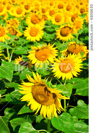 Sunflower field background Sunflower field background 6808630