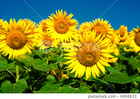 Sunflower field background under blue sky Sunflower field background under blue sky 6808631