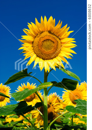 Sunflower field background under blue sky 6808632