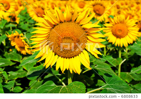 Sunflower field background Sunflower field background 6808633