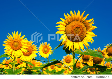 Sunflower field background under blue sky Sunflower field background under blue sky 6808634