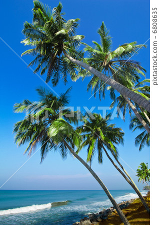 Beautiful tropical landscape with ocean beach and palm trees und 6808635