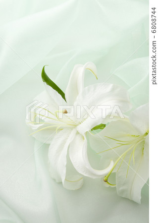 Green Organdy and Casablanca 6808744