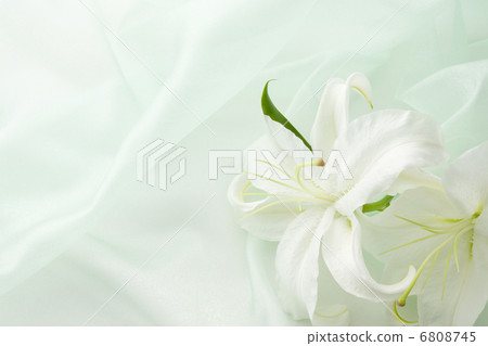 Green Organdy and Casablanca Green Organdy and Casablanca 6808745