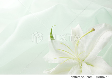 綠色Organdy和卡薩布蘭卡 綠色Organdy和卡薩布蘭卡 6808748