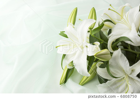 Green Organdy and Casablanca 6808750