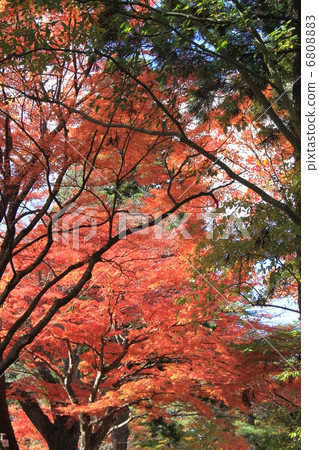 Chusonji寺 Chusonji寺 6808883