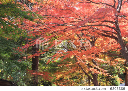 Chusonji寺 Chusonji寺 6808886