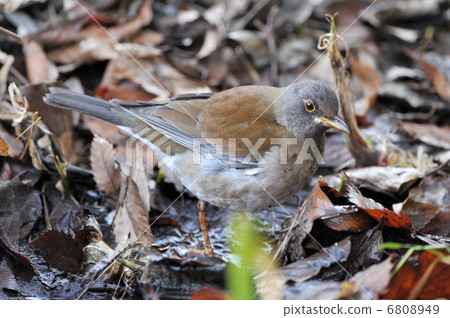 Shorohara在地上 6808949