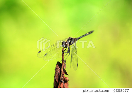 Madara Naniwa Dragonfly 6808977