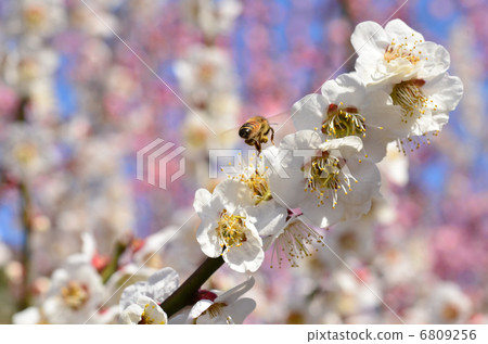 一隻蜜蜂 6809256