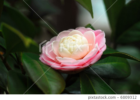 Tsubaki pretty 6809312