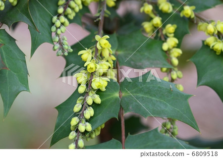 粳稻十大功勞 粳稻十大功勞 6809518