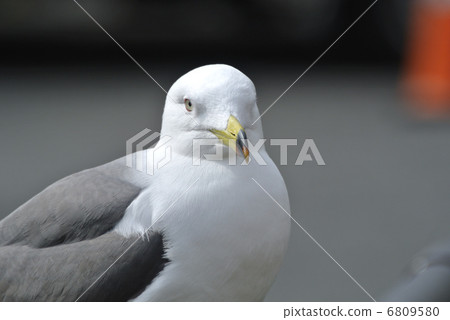 Umineko of the camera eyes. 6809580