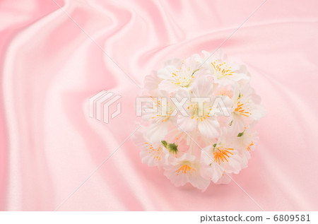 Cherry Blossoms	 6809581