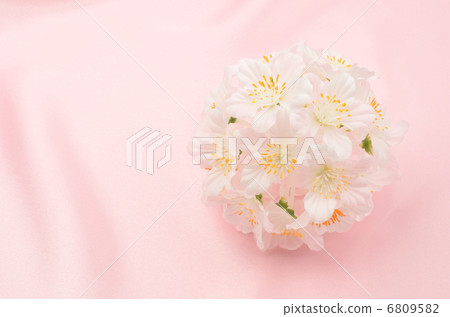 Cherry Blossoms	 6809582