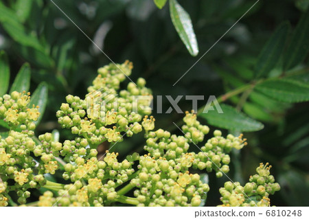 Inuzai邵氏花（雄花） 6810248