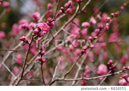 Yae red ume Yae red ume 6810551