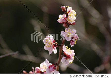 小白 小白 6810557