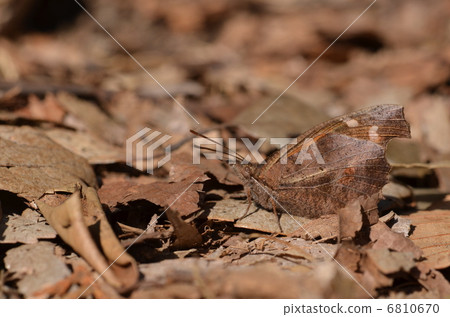 Mimicry ~ Teng butterfly ~ 6810670