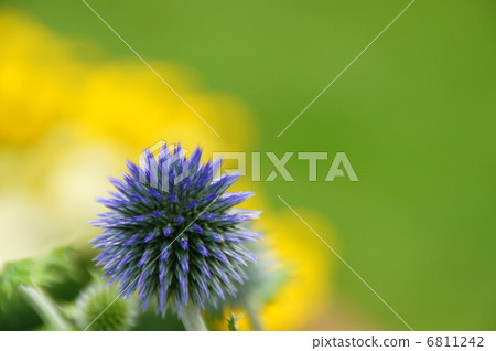 女子 女子 6811242