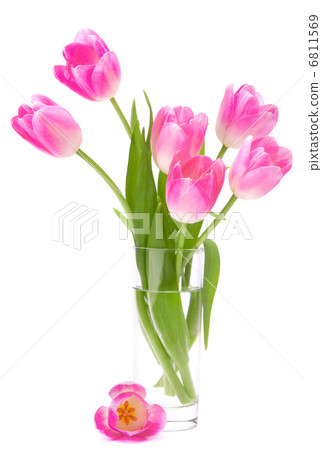 Pink tulips bouquet in vase isolated on white background Pink tulips bouquet in vase isolated on white background 6811569