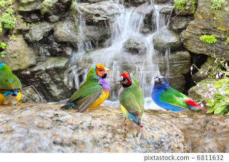 Exotic Birds Enjoying the Water Exotic Birds Enjoying the Water 6811632