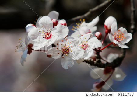 Akasukazakura的花和芽·在Kosuge Nishi公園的威尼斯momo 6811733