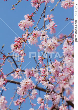 大垣八幡神社粉紅色的櫻花和東京都電氣的藍天 大垣八幡神社粉紅色的櫻花和東京都電氣的藍天 6811737
