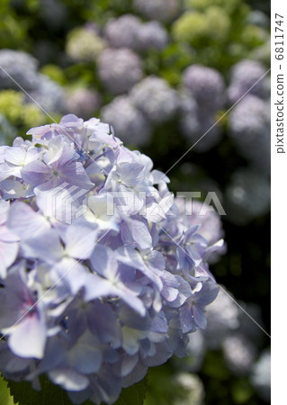 繡球花2 6811747