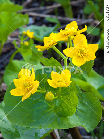 Ezono Ryukyuka 6811837