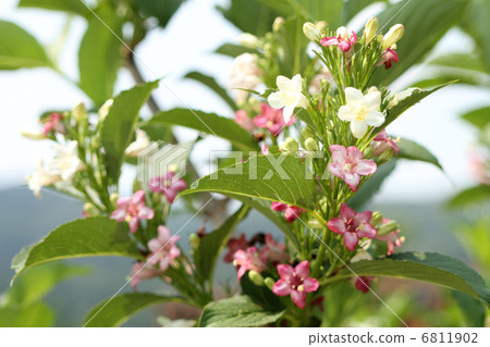 Deutzia gracilis 6811902