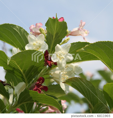 Deutzia gracilis 6811903